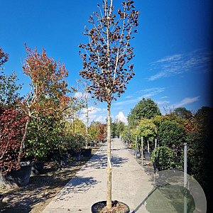 Acer plat. 'Crimson Sentry' 180 cm stam container 18-20 leiboom