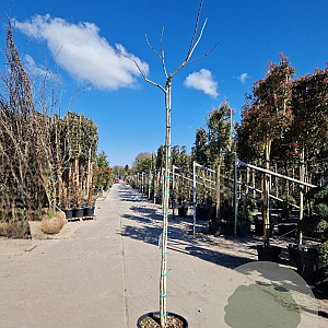Albizia julibr. 'Summer Chocolate' 200 cm stam container 8-10