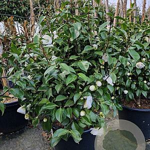 Camellia j. 'Miss Lyla' 125 cm 50L solitair