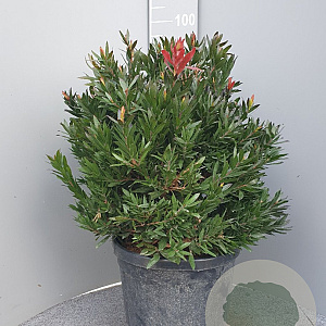 Callistemon 'Red Rocket' 80 cm stam 30L bol