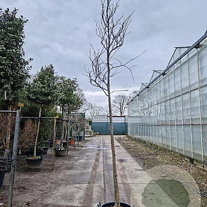 Cercis can. 'Forest Pansy' 180 cm stam container 10-12 hoge lei