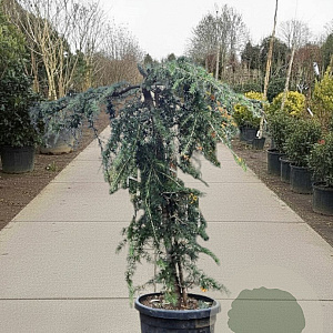 Cedrus deod. 'Pendula' 140-160 cm 35L