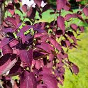 Cercidiphyllum j. 'Rotfuchs' 250-300 cm cont. 160L