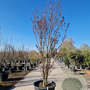 Cercidiphyllum j. 'Rotfuchs' 250-300 cm cont. 160L