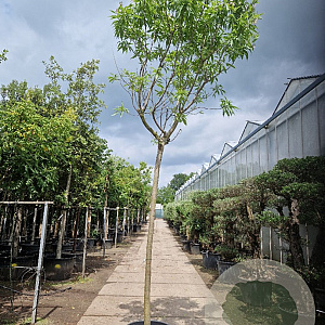 Chitalpa tashkentensis 220 cm stam container 20-25