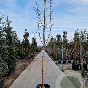 Cornus mas 150 cm stam container 10-12 leiboom