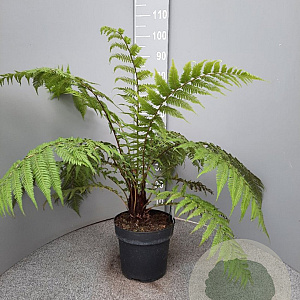 Dicksonia antarctica GM C6L