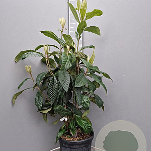 Eriobotrya japonica 125-150 cm 25L