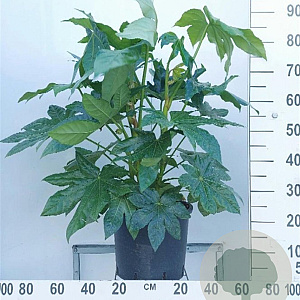 Fatsia japonica 60-80 cm 12L