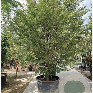 Fagus syl. 'Aspleniifolia' 275-300 cm container struik