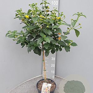 Lantana camara 90 cm 5,0L stam