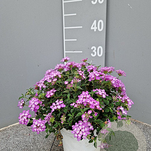 Lantana montevidensis GM P15