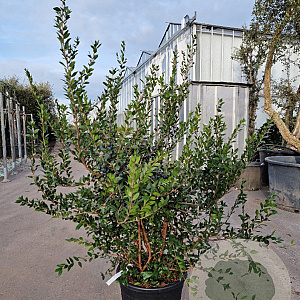 Myrtus communis 100-125 cm 30L