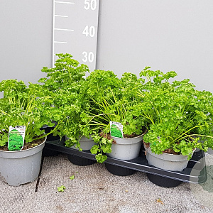 Petroselinum crispum 'Mosscurled' P14