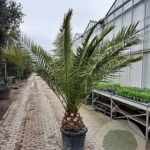 Phoenix canariensis 175-200 cm container meerstammig