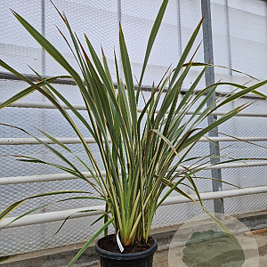Phormium tenax 'Purpureum' 100-125 cm 30L