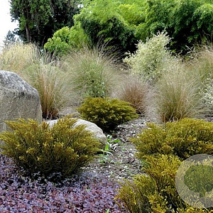 Hebe ochracea 10 cm P10,5