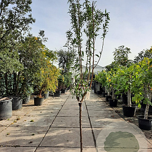 Prunus d. 'Texas' 100 cm stam 12L 10-12