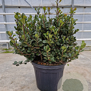 Rhaphiolepis umbellata 60-80 cm 45L bol