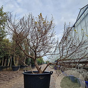 Ulmus minor 'Jacqueline Hillier' 125-150 cm container meerstammig