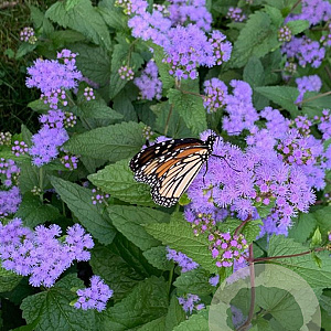 Conoclinium coelestinum 'Corey' GM P9