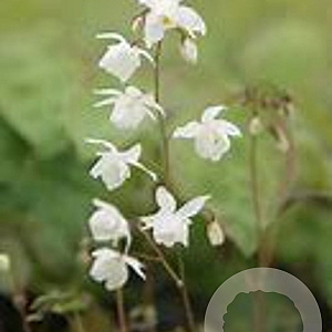 Epimedium setosum GM P9