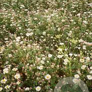 Erigeron karvinsk. 'Blütenmeer' GM P9