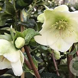 Helleborus er. Molly's White GM 2,0L