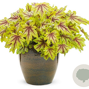 Heucherella 'Eye Spy' GM P9