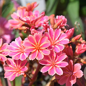 Lewisia Regenbogen GM P9