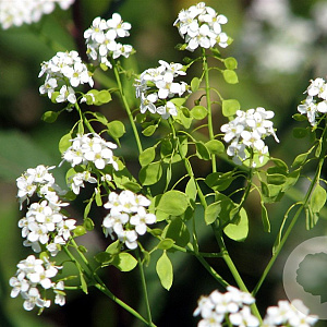 Peltaria alliacea GM P9
