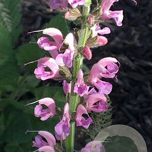Salvia prat. 'Rose Rhapsody' GM P9