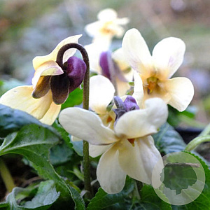 Viola odorata 'Irish Elegance' GM P9