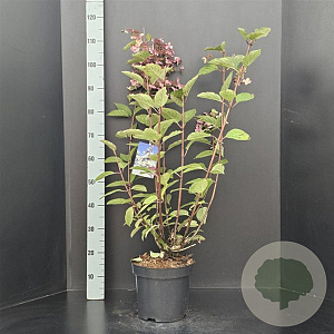 Hydrangea pan. 'Wim's Red' 60-80 cm 7,5L