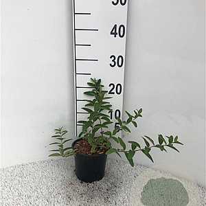 Hypericum moserianum 25-30 cm C1.3