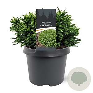 Cryptomeria j. 'Little Sonja' 20-25 cm 3,0L