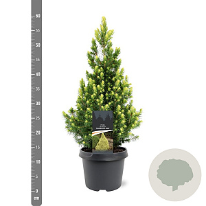 Picea gl. 'Rainbow's End' 30-40 cm 3,0L