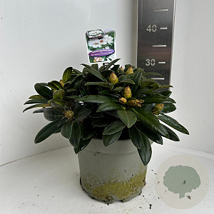Rhododendron (Y) 'Bohl. Snow Fire' 30-40 cm 5,0L