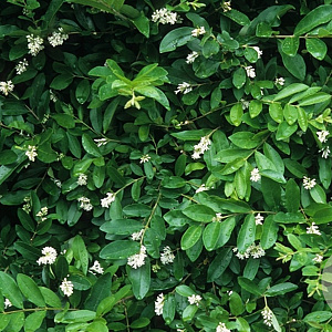 Ligustrum obtusifolium 30-40 cm 2,5L