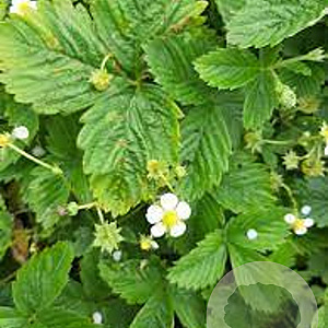 Fragaria vesca 'White Delight' GM P13 Biologisch