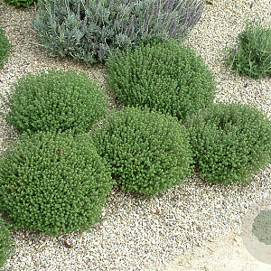 Thymus vulgaris 'Orange' GM P13 Biologisch