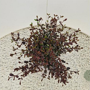 Lophomyrtus ralphii 'Purpurea Nana' 30-35 cm 2,5L