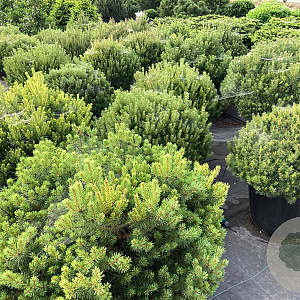 Pinus sylv. 'Beuvronensis' 50-60 cm 20L breed