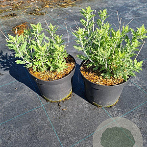 Perovskia 'Blue Spire' 40-50 cm 5,0L