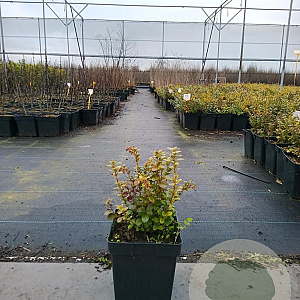 Vaccinium vitis-id. 'Red Pearl' GM C3