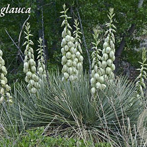 Yucca glauca 50-60 cm 35L