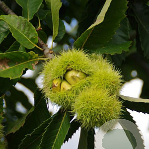 Castanea sat. 'Marigoule' 100-150 cm wortelgoed