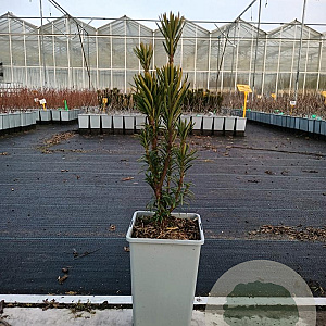 Cephalotaxus harringtonii 20-30 cm P15