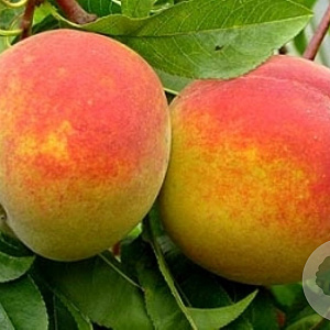 Prunus p. 'Suncrest' 100-125 cm wortelgoed