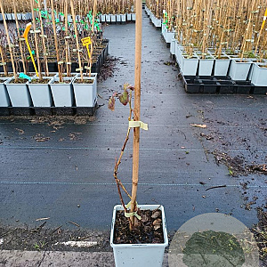 Rubus 'Buckingham Tayberry' 20-30 cm P15